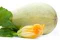 Vegetable marrow squash with flower and green leaves isolated on a white Royalty Free Stock Photo