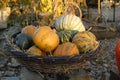 Vegetable marrow in wicker basket Royalty Free Stock Photo