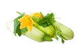 Vegetable marrows and stalk with leaves, tendrils and flowers