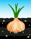 Vegetable onion in fertile ground type in cut