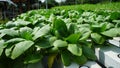 Vegetable Pakcoy with system Nutrient Film Technique (NFT)