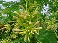 Vegetable Papaya flower