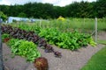 Vegetable patch and greenhouse Royalty Free Stock Photo