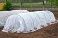 Vegetable patch with seedlings covered with spunbond and polyethylene film to keep humidity and against ground frost in