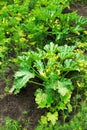 Vegetable patch Royalty Free Stock Photo