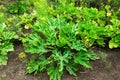 Vegetable patch Royalty Free Stock Photo