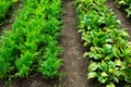 Vegetable patches Royalty Free Stock Photo