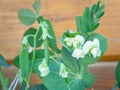 Vegetable pea plant with flowers and pods growing in a back yard garden Royalty Free Stock Photo