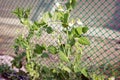 Vegetable peas winding on a garden net with flowers and beans during the growing season Royalty Free Stock Photo