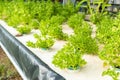 Vegetable Plant By Aquaponics System