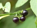 A type of vegetable plant.