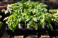 Vegetable plant saplings germinating in a greenhouse. Home grown, self sufficient, organic concept