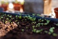 Vegetable plant saplings germinating in a greenhouse. Home grown, self sufficient, organic concept