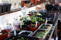 Vegetable plant saplings germinating in a greenhouse. Home grown, self sufficient, organic concept