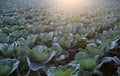 Vegetable plantation concept. Cabbage field at fully mature stage ready to harvest. Landscape view of freshly growing