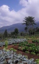 The vegetable plantation at the foot of the mountain is very cool and beautiful