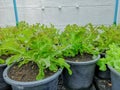 Vegetable plantation in organic farmland, young green and red oak leaf lettuce seedling spreading on brown soil in black plastic Royalty Free Stock Photo