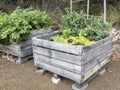 Vegetable plants in raised garden bed.