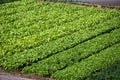 Vegetable plot Royalty Free Stock Photo