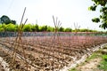 Vegetable plot Royalty Free Stock Photo