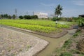 Vegetable plot