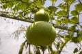 Vegetable plot calabash plant zucchini Royalty Free Stock Photo