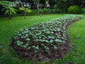 Vegetable plot Royalty Free Stock Photo