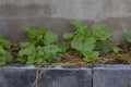 Vegetable plot next to the wall of the house. Chinese cabbage growing in the garden. Royalty Free Stock Photo
