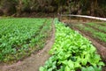 Vegetable plot in village ,YanCun,Wuyuan Royalty Free Stock Photo