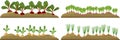 Vegetable plots with different root vegetables