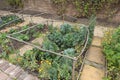 Vegetable plots divided into squares and protected by a framework of branches and netting