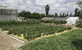 Vegetable Plots for Drip Irrigation and Plastic Mulch Research