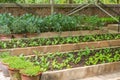 Vegetable plots Home garden Allotment,Community vegetable garden