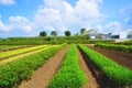 Vegetable plots that use innovative-1