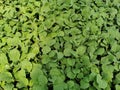 vegetable production in seedling tray Royalty Free Stock Photo