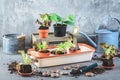 Vegetable propagation and replanting seedling concept with small hothouse, flowerpots, soil and gardening tools Royalty Free Stock Photo