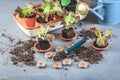 Vegetable propagation and replanting seedling concept with small hothouse, flowerpots, soil and gardening tools Royalty Free Stock Photo