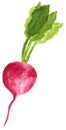 Vegetable, radish, hand drawn watercolor illustration