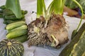 Vegetable with roots and plant