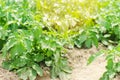 Vegetable row of young potatoes in the field. farming, agriculture, vegetables, eco-friendly agricultural products, agroindustry,