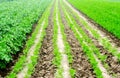 Vegetable rows in the field, the landscape of agriculture, green potatoes and carrots grow in the soil, farming, agro-industry