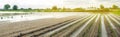 Vegetable rows flooded with water. Flood in the countryside and rising water levels and heavy rainfall. Loss harvesting.