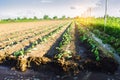 Vegetable rows of young cabbage grow in the field. farming, agriculture. agroindustry. Royalty Free Stock Photo