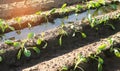 Vegetable rows of young cabbage grow in the field. farming, agriculture. Landscape with agricultural land farming Royalty Free Stock Photo