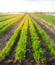 Vegetable rows of young carrots grow in the field. Growing farming crops. Beautiful landscape on the plantation. Agriculture.