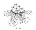 Hand Drawn of Sea Kale on White Background Royalty Free Stock Photo