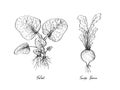 Hand Drawn of Tatsoi and Turnip Greens