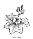 Hand Drawn of Chinese Mallow on White Background Royalty Free Stock Photo