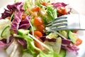 Vegetable salad with red cabbage, cucumber, tomato, onion, carrot and lettuce on a white plate. Royalty Free Stock Photo