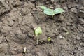 Vegetable seed germinates in a field Royalty Free Stock Photo